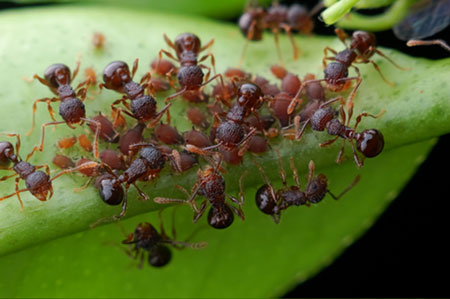 closeup of Pharaoh ant group on a leaf