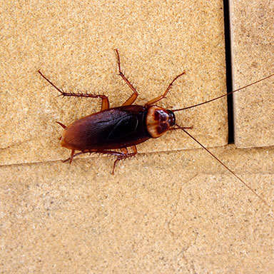 3 Signs Of A Roach Infestation Valley Pest Solutions