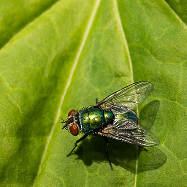 closeup of a fly on a leaf