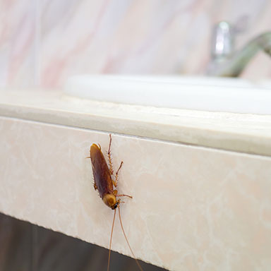 closeup of roach crawling on bathroom sink vanity