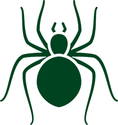 green illustrative icon of a spider for Valley Pest Solutions
