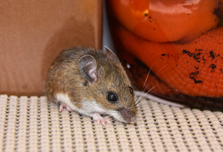 closeup of a cute adult house mouse in front of a jar of red peppers, and cinnamon in a pantry kitchen cabinet