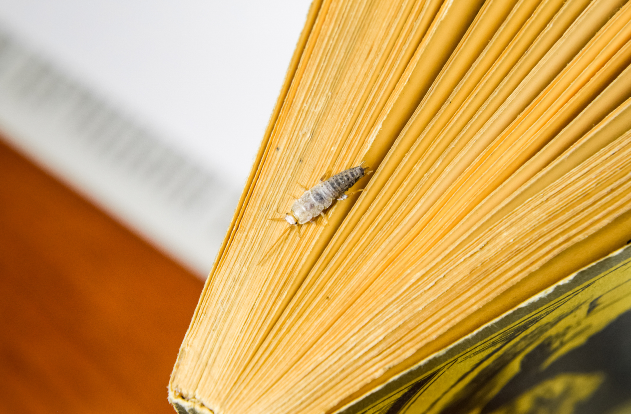 closeup of Insect feeding on paper - silverfish. Pest books and newspapers