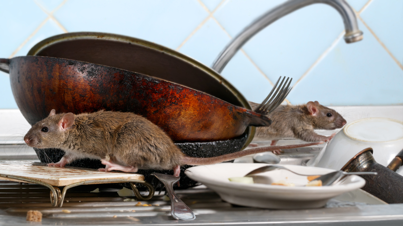 Top Foods Mice Like To Eat Valley Pest Solutions