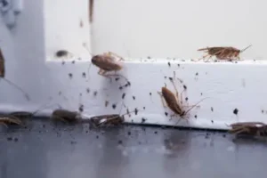 german cockroaches, the fastest spreading type of cockroach in the san joaquin valley