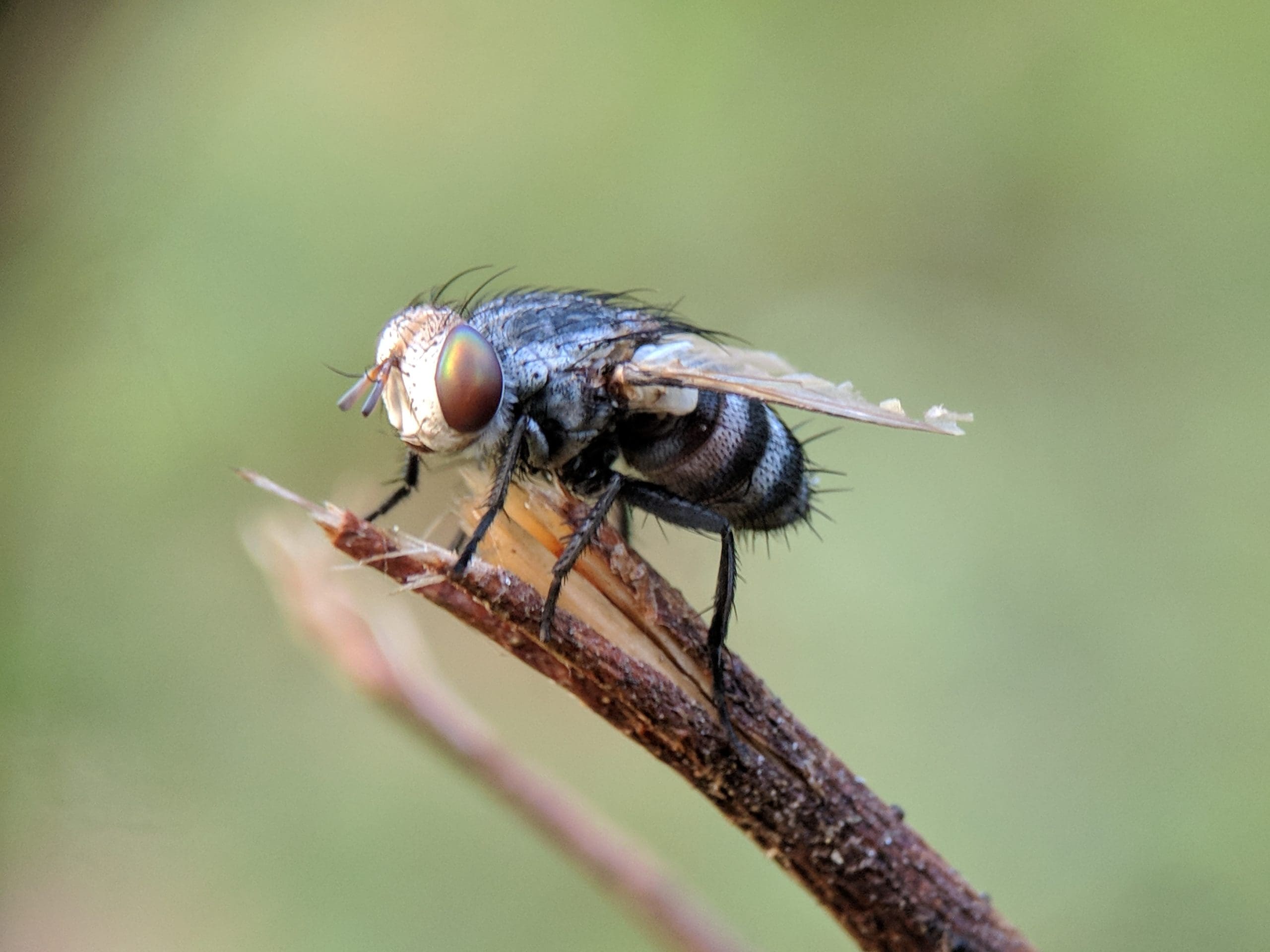 3 Tips to Keep House Flies Out of Your Kitchen