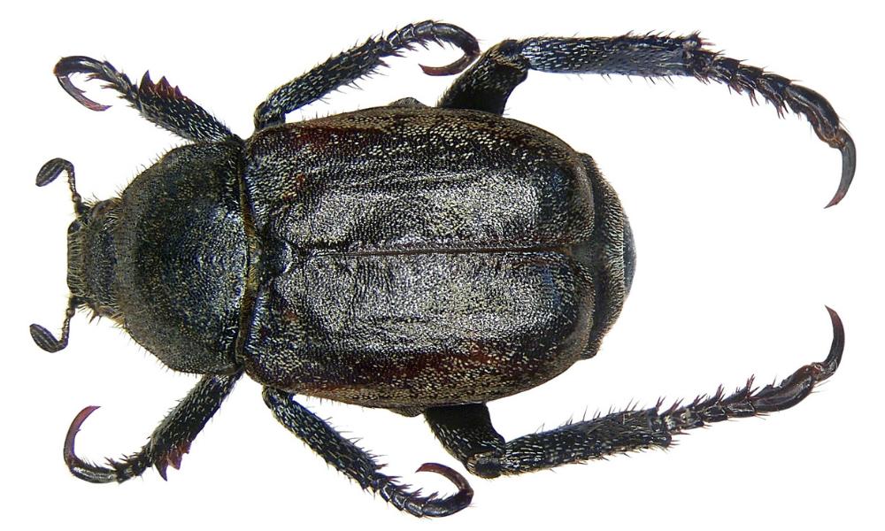 What is a Hoplia Beetle?
