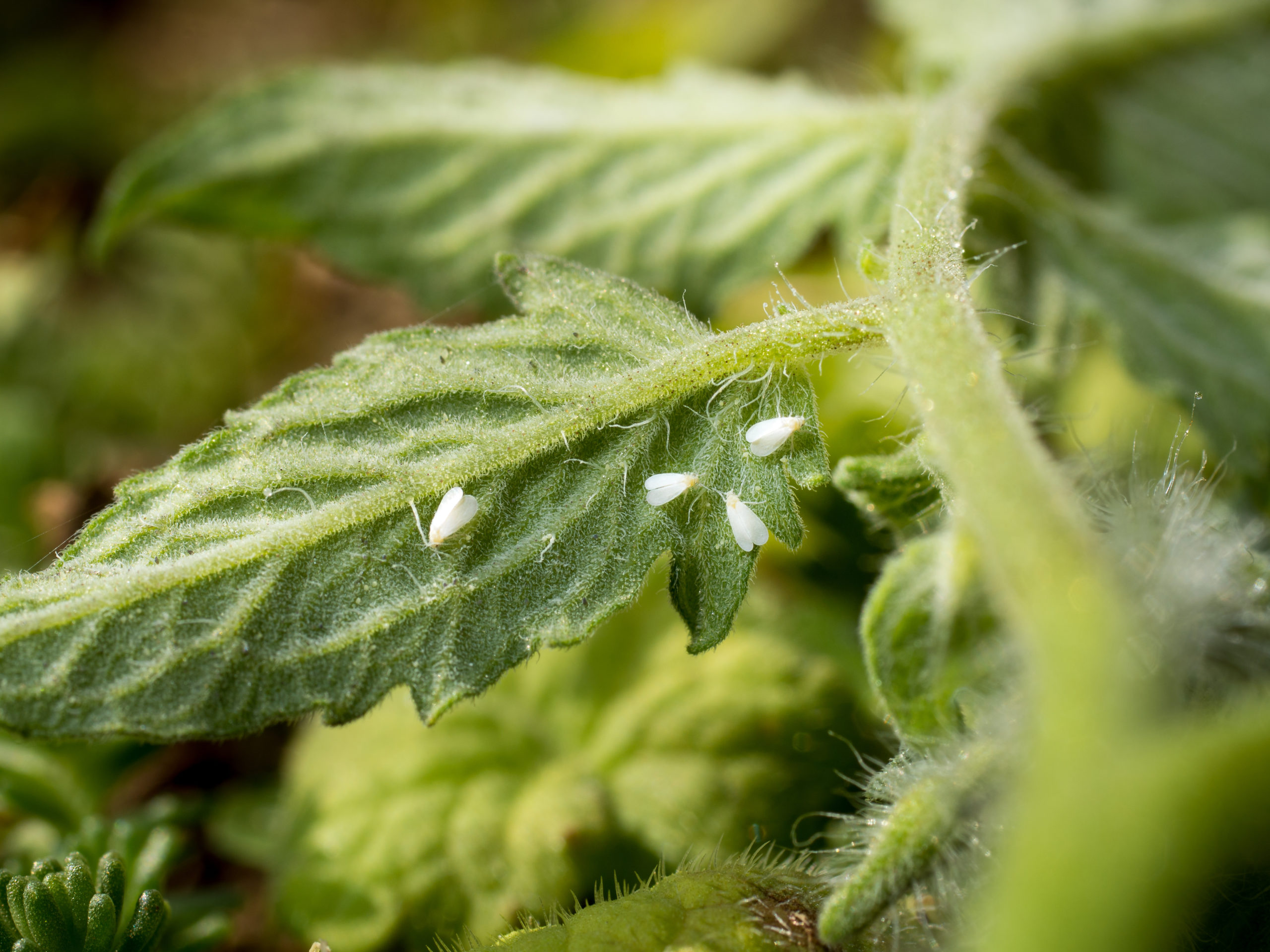 What Are Whiteflies?