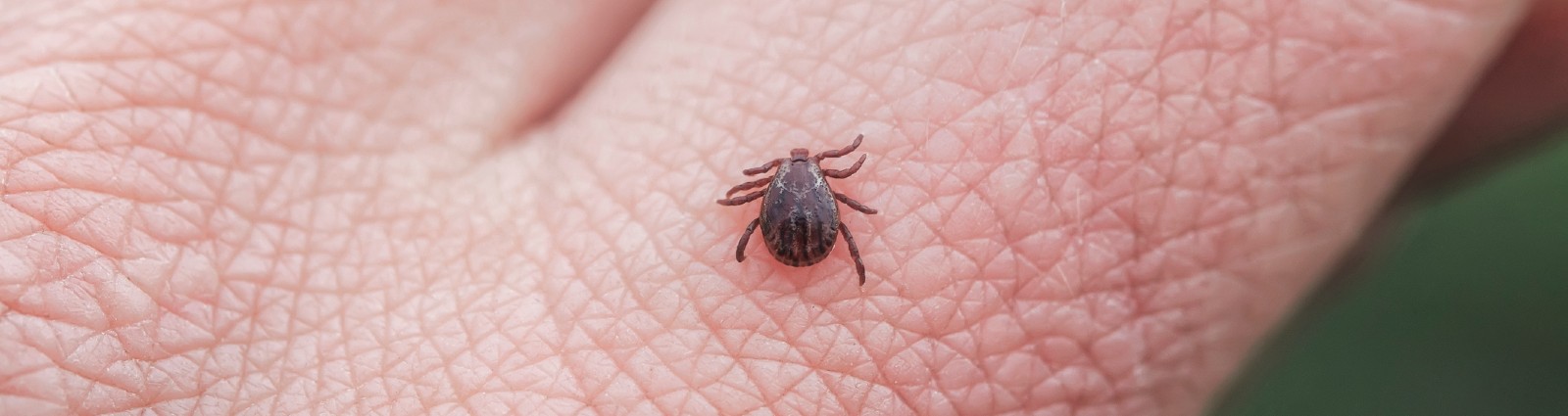 Common ticks in California and how to get rid of ticks