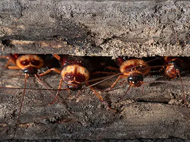 closeup of cockroaches emerging from concrete