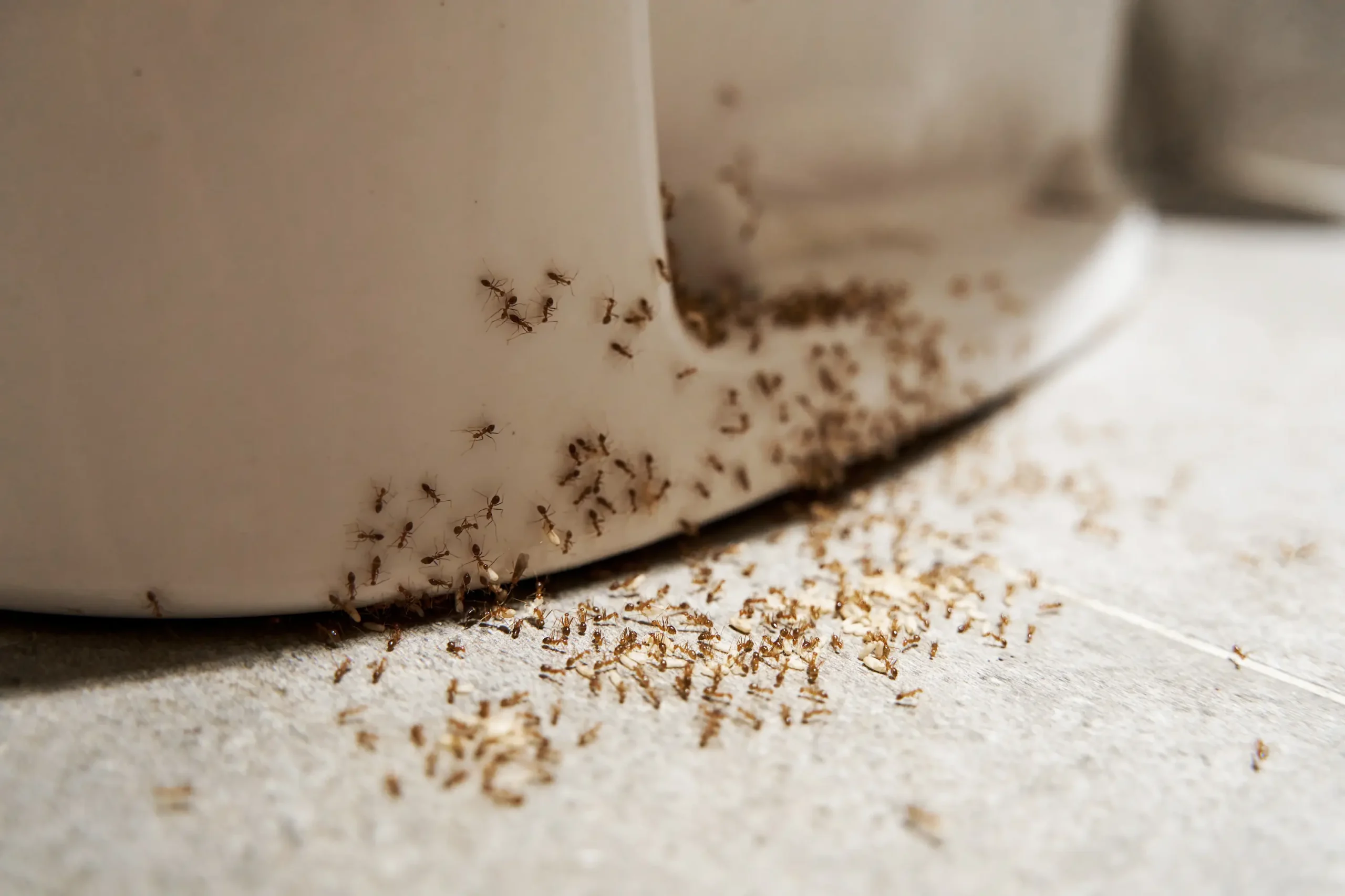 A swarm of ants around the base of a toilet.
