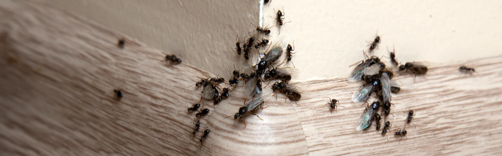Ants piled up against the corner of a wall inside a local California residents home.