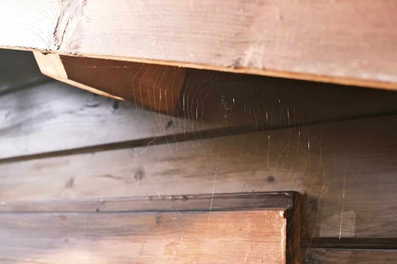 A spider web on a wooden shed in Modesto CA.